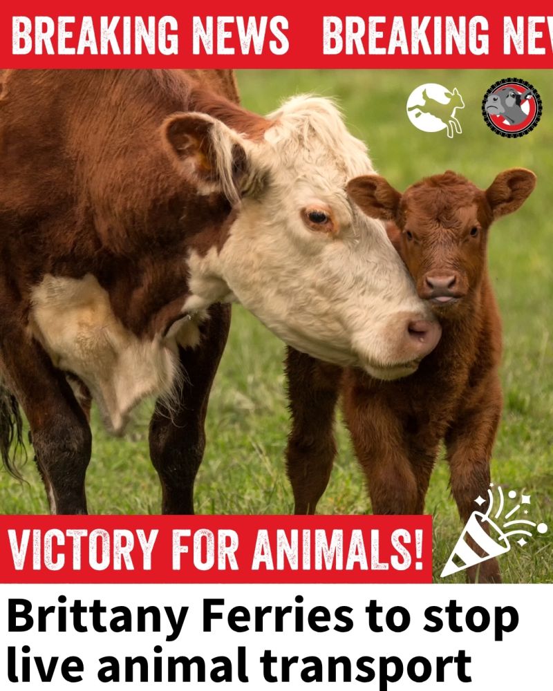 Breaking news: Brittany Ferries to stop live animal transport – a cow and calf in a field